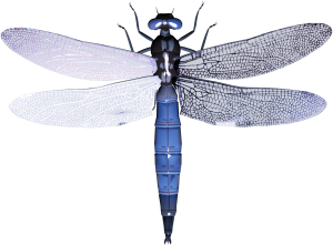 Dragonfly PNG-26277